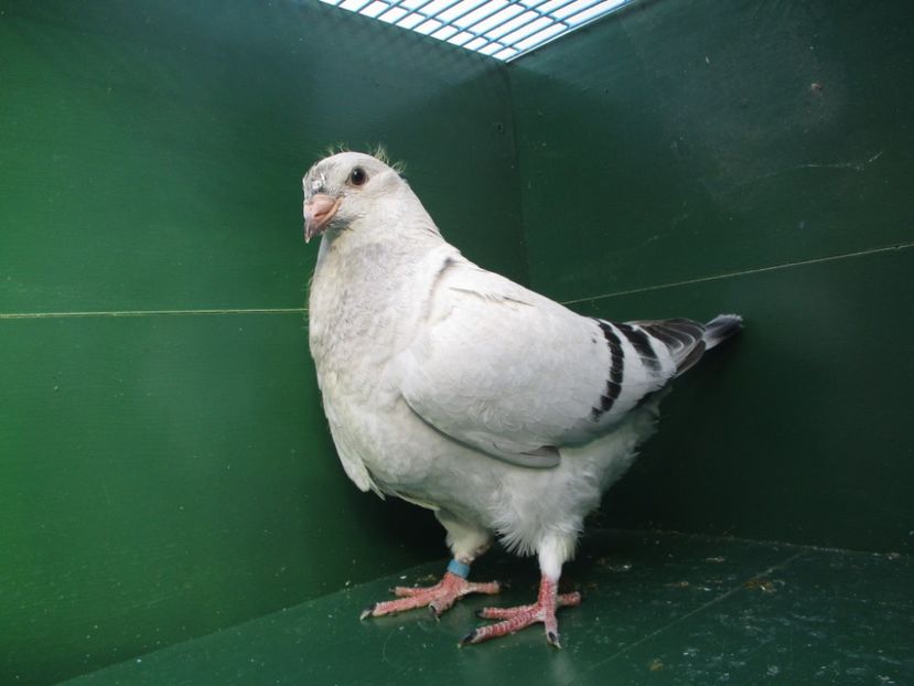 03554-18 - Tineret 2018