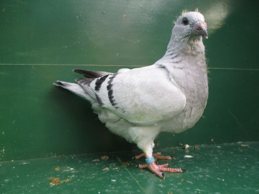 03556-18 - Tineret 2018