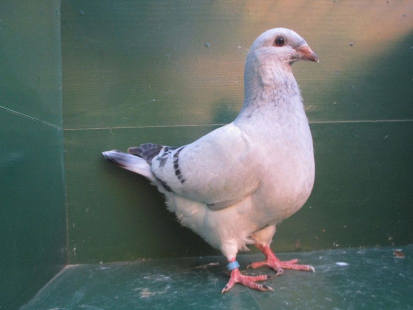 03557-18 - Tineret 2018