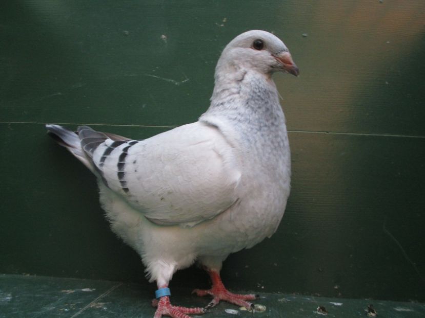 03558-18 - Tineret 2018