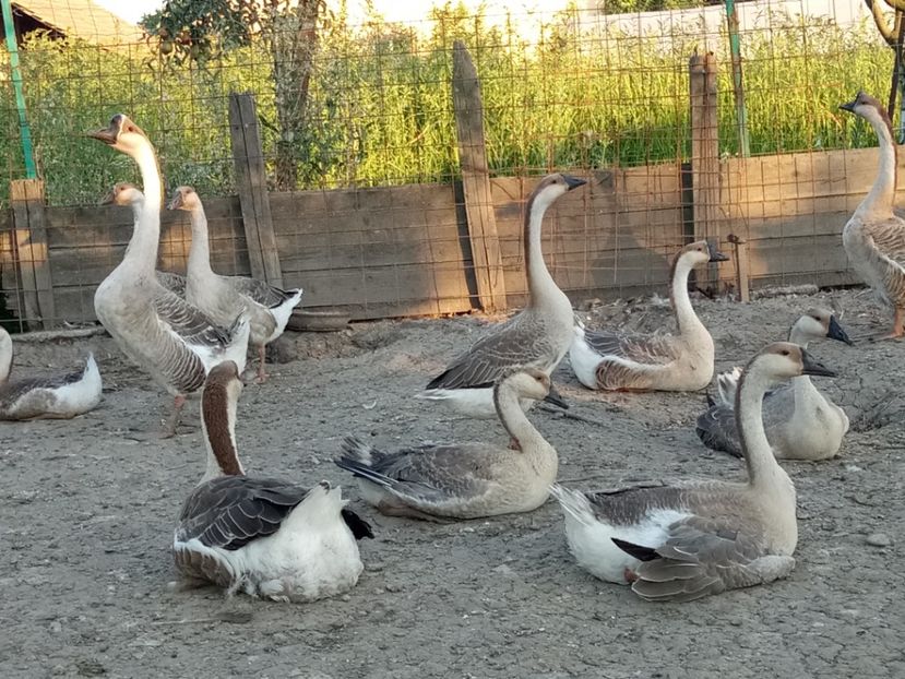 Câteva gascute - B2 - Gaste Africane si Chinezesti