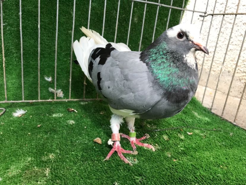 1CECEDA8-0B09-43A5-A037-12C8F6B39F1C - Donek