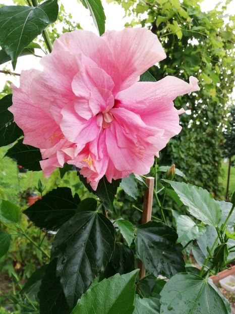  - Hibiscus