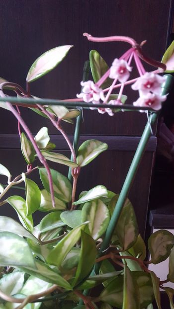  - hoya carnosa Krimson Princess