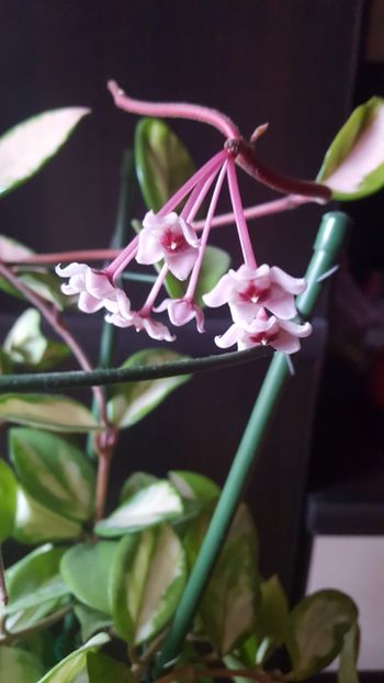  - hoya carnosa Krimson Princess