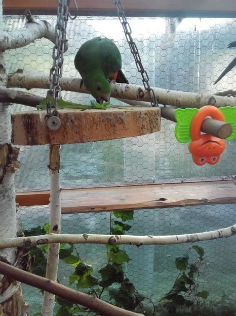 3 - PAPAGALUL NOSTRU REGAL COCO CU PRINTESA TILLI NOU SOSITA