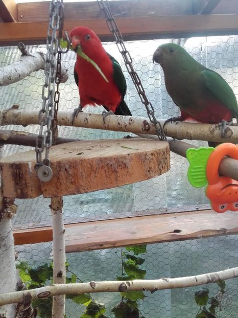 4 - PAPAGALUL NOSTRU REGAL COCO CU PRINTESA TILLI NOU SOSITA