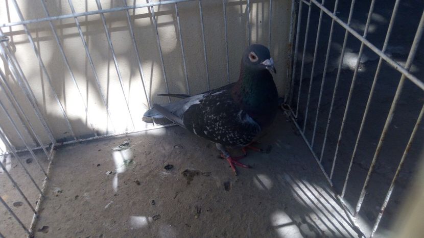 Hung Derby 15 - Voiajori straini-15