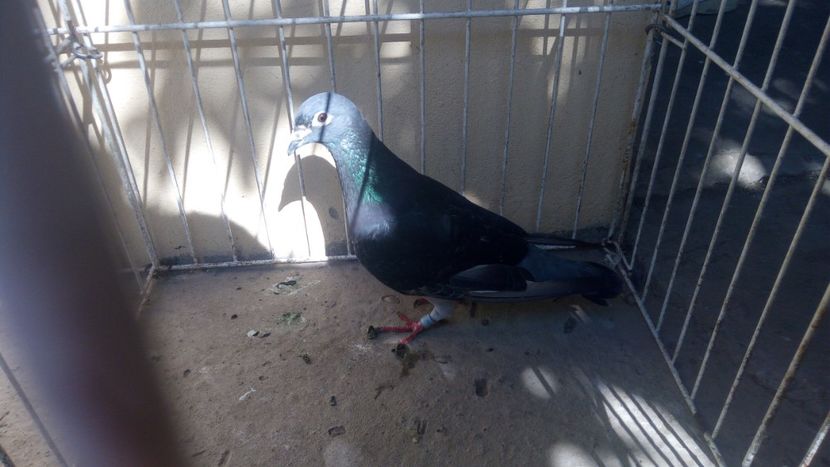 CZ 16 vandut - Voiajori straini-15