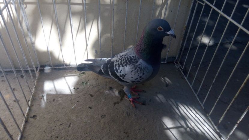 Hung Derby 16 - Voiajori straini-15