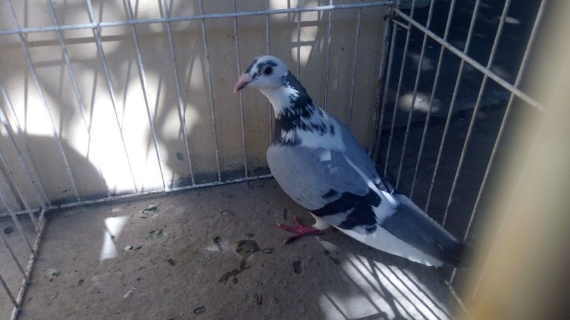 DV 16 - Voiajori straini-15