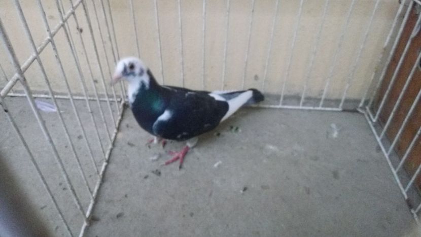 Hung 16 - Voiajori straini-15