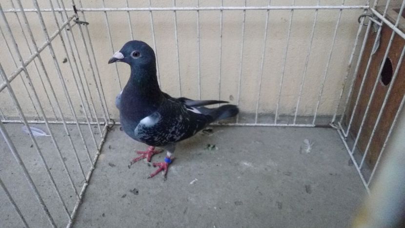 Hung Derby 13 - Voiajori straini-15