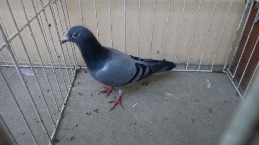 Belgia 12 vandut - Voiajori straini-15