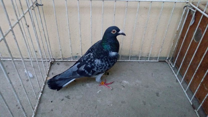 Hung 14 vandut - Voiajori straini-15