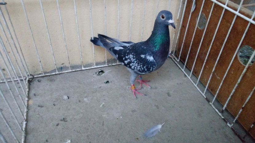 Hung Maraton 16 vandut - Voiajori straini-15