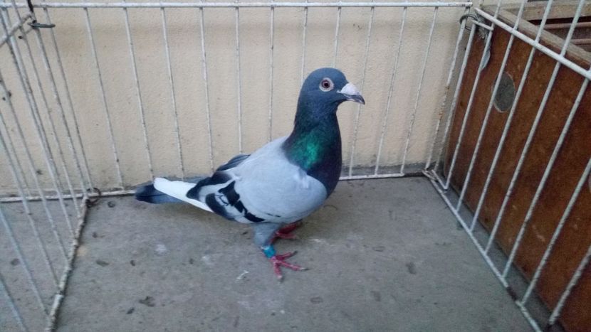 Spania Andalusia 16 - Voiajori straini-15