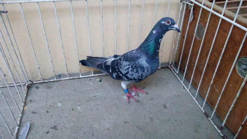 Hung 12 - Voiajori straini-15