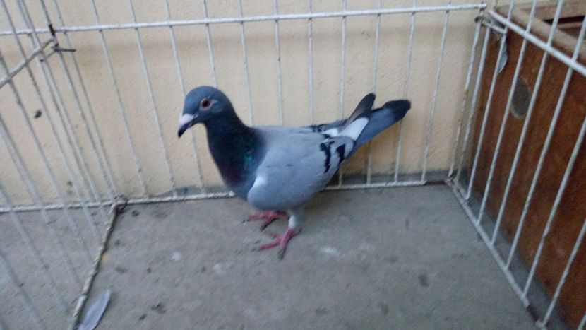 Spania Andalusia 16 vandut - Voiajori straini-15