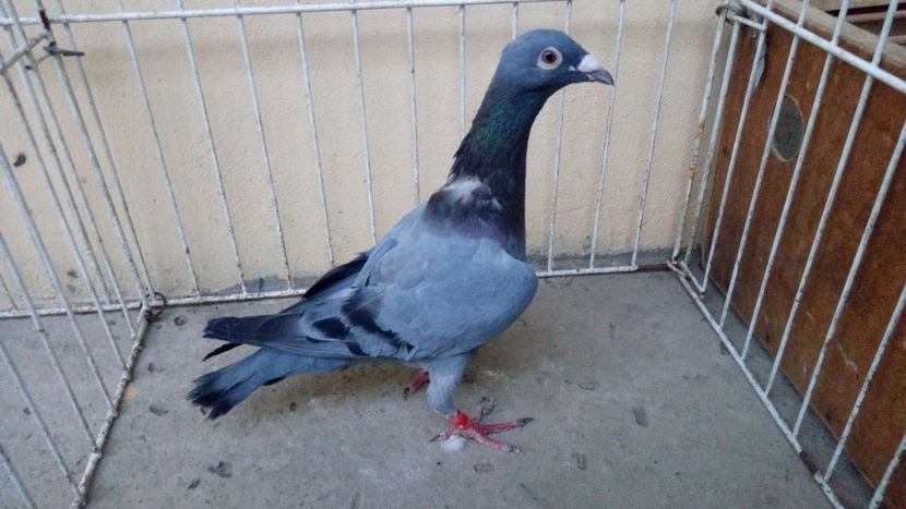 Hung Derby 17 - Voiajori straini-15