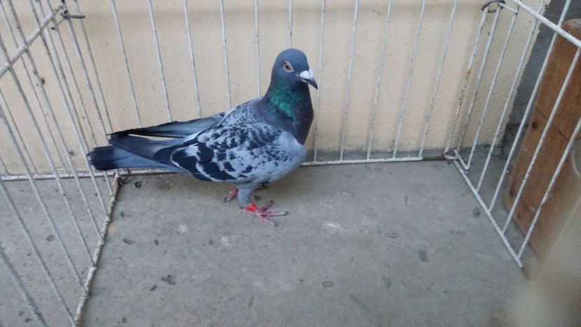 Hung Royal 17 - Voiajori straini-15