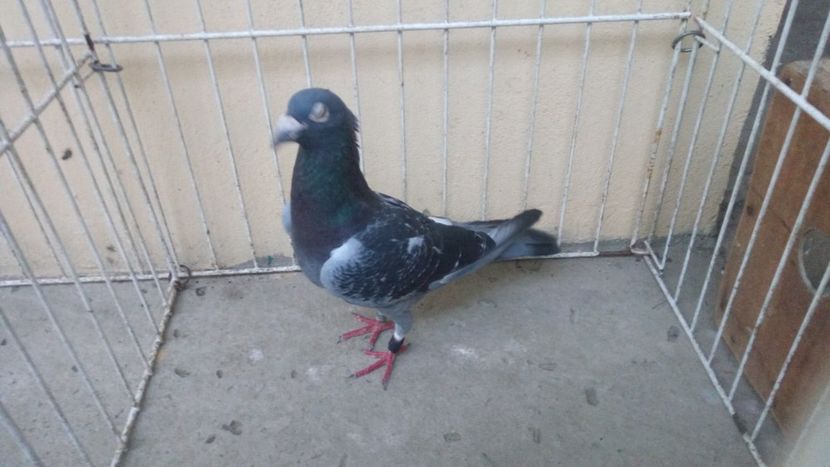 Hung Derby 15 vandut - Voiajori straini-15