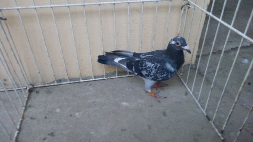 Hung 14 - Voiajori straini-15