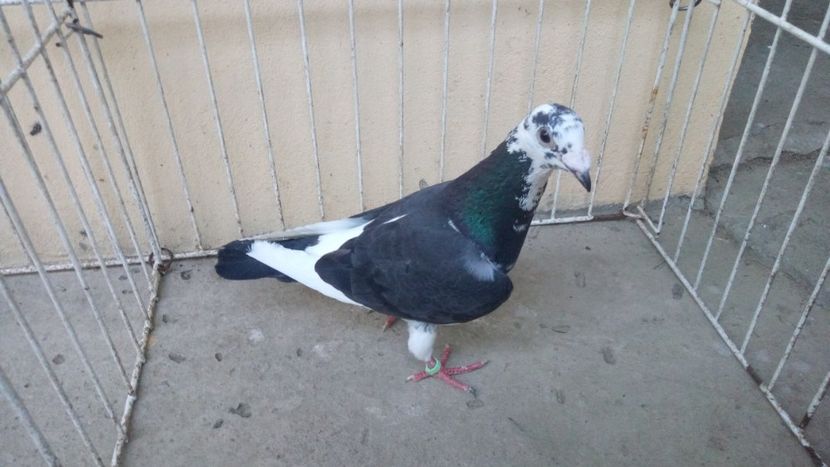 Hung Derby 14 - Voiajori straini-15