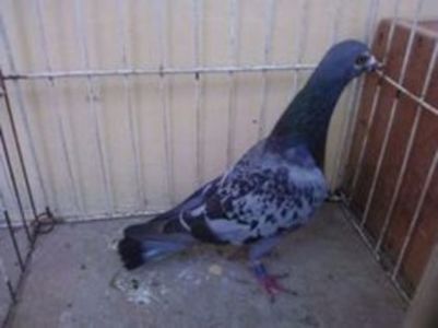 Hung Derby 12 vandut - Voiajori straini-15