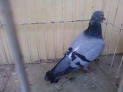 Hung Derby 13 vandut - Voiajori straini-15