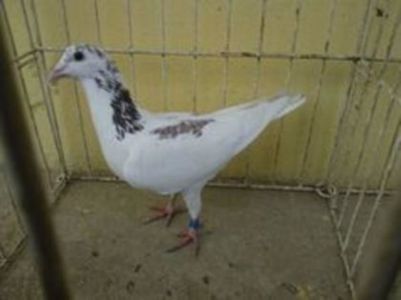 Hung 12 vandut - Voiajori straini-15