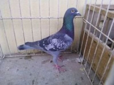 Hung 12 - Voiajori straini-15