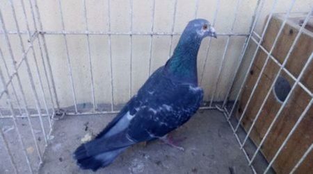 Hung 15 - Voiajori straini-15