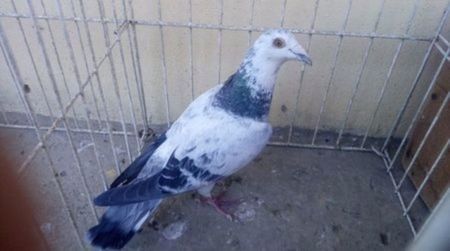 Hung 15 vandut - Voiajori straini-15