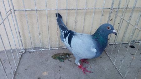 NL 17 - Voiajori straini-15