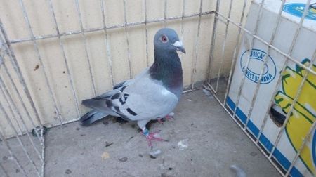 Hung Olimpia 16 vandut - Voiajori straini-15