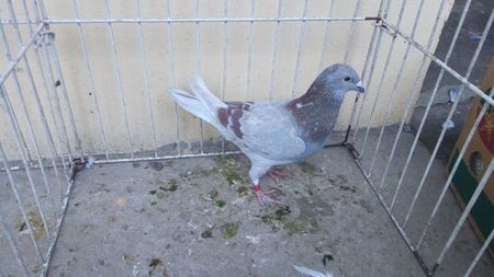 DV 17 - Voiajori straini-15