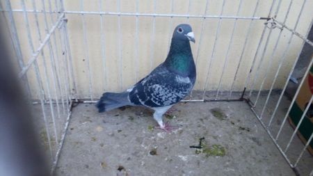 Hung 13 - Voiajori straini-15