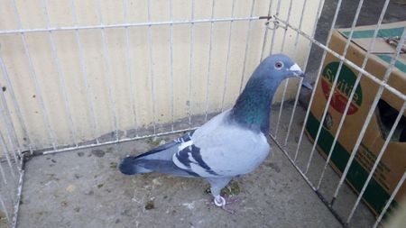 Hung 12 - Voiajori straini-15