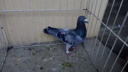 Hung 12 - Voiajori straini-15