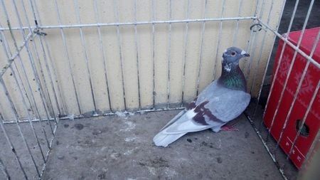 Hung 16 - Voiajori straini-15