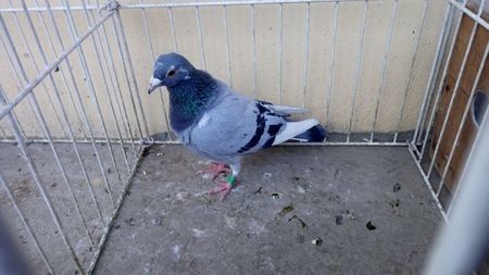 Belgia 16 - Voiajori straini-15