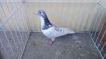 NL 14 - Voiajori straini-15