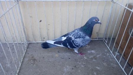 Hung 15 - Voiajori straini-15