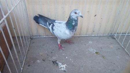 Hung 17 - Voiajori straini-15