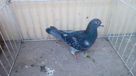 Cro 13 - Voiajori straini-15