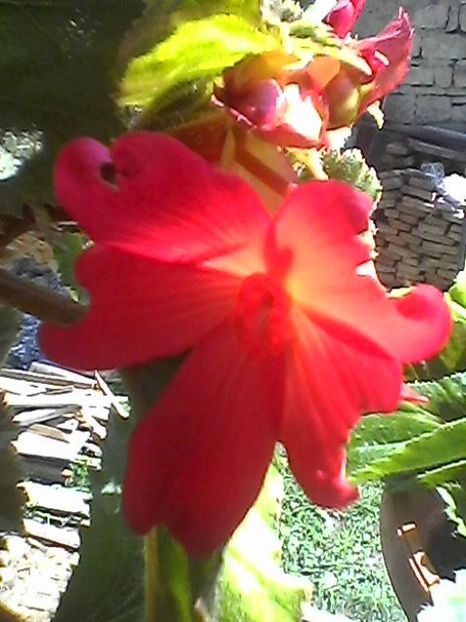 Photo1755 - Begonii 2018