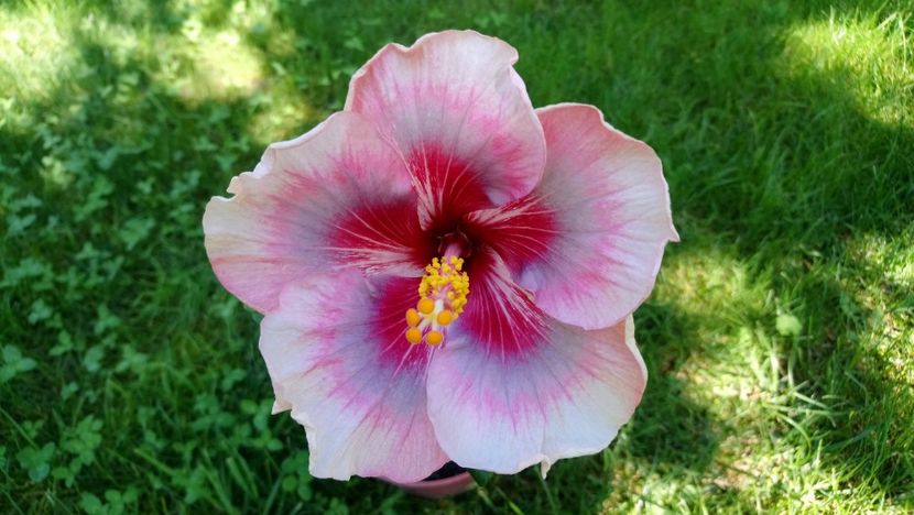  - Hibiscus din seminte