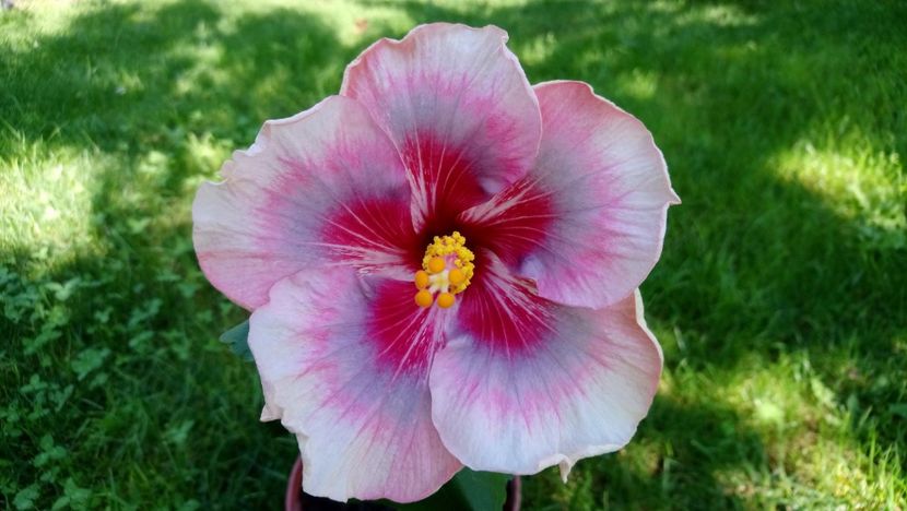  - Hibiscus din seminte