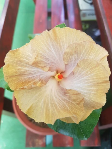 DPs Picasso - 1-2 HIBISCUS